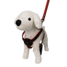 Collar y Ramal de Piel con Pedrería para Perros Elegantes