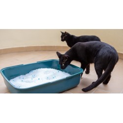 Arena Gatos Moly Premium 1,8kg - Higiene y Confort Superior