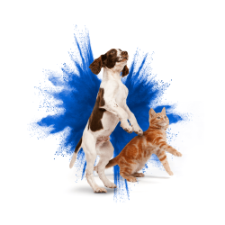 Frontline Spray Antiparasitario 250ml para gatos y perros