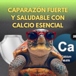 Suplemento de Calcio para Tortugas | Salud y Bienestar