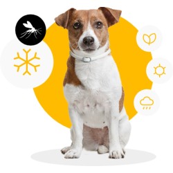 Collar Antiparasitario para Perros Scalibor Un Año de Protección
