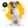 Collar Antiparasitario para Perros Scalibor Un Año de Protección