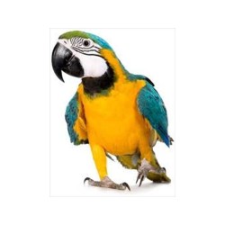 Jaula Grande para Aves: Espaciosa y Segura para Tu Mascota