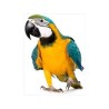 Jaula Grande para Aves: Espaciosa y Segura para Tu Mascota