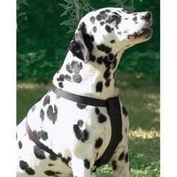 Arnés de Nylon Seguro y Cómodo para Perros - Piximascotas