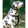 Arnés de Nylon Seguro y Cómodo para Perros - Piximascotas