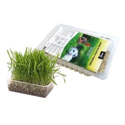 MOLY HIERBA PARA GATOS