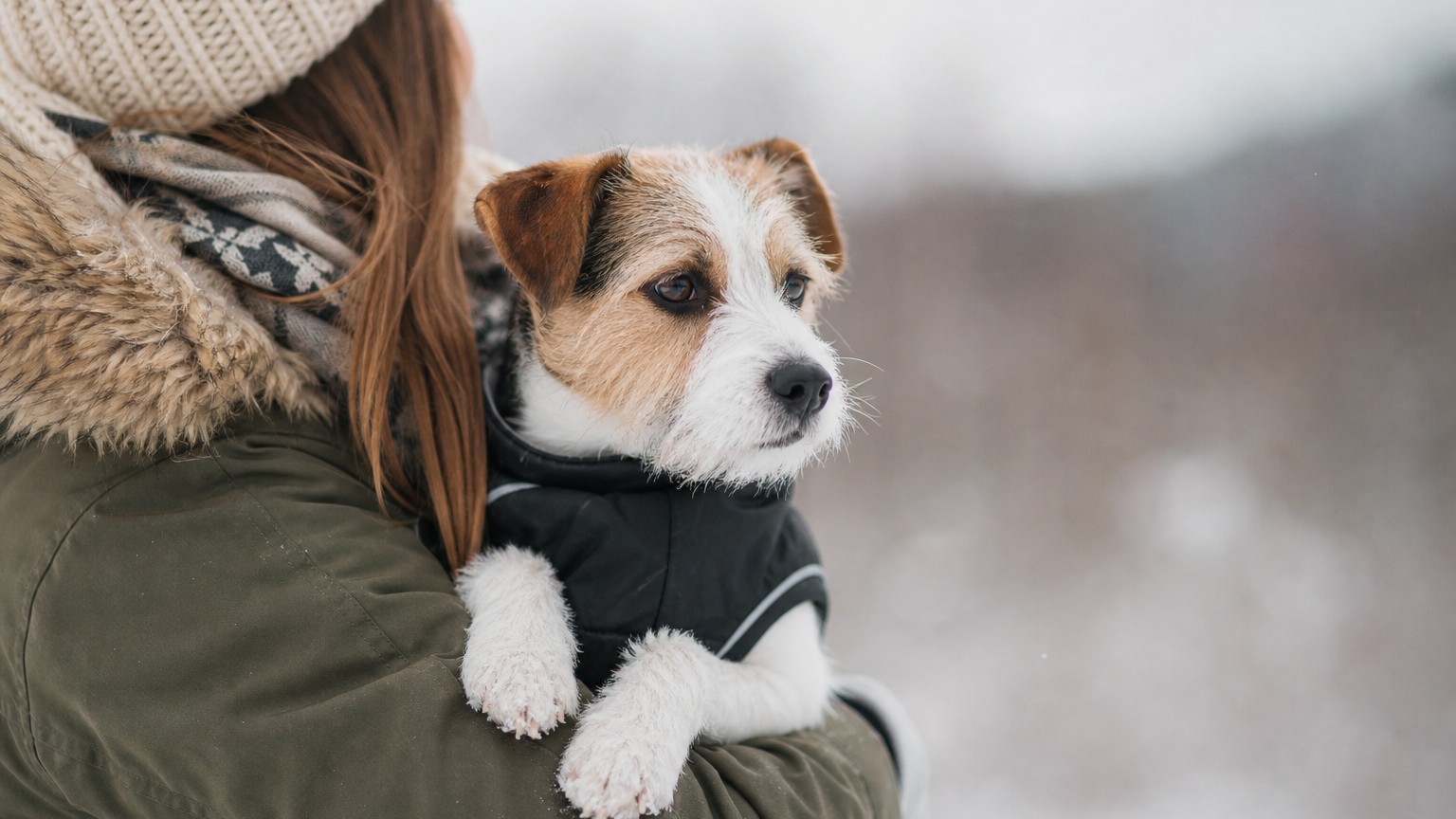 Cómo afecta el frío a los perros