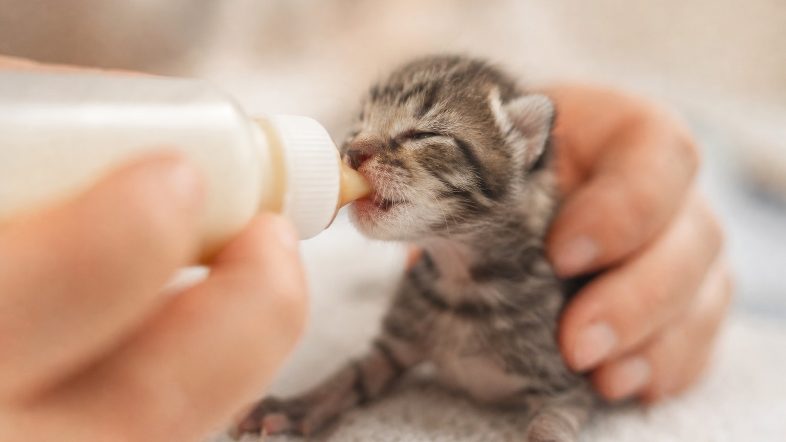 Cómo cuidar un gatito recién nacido