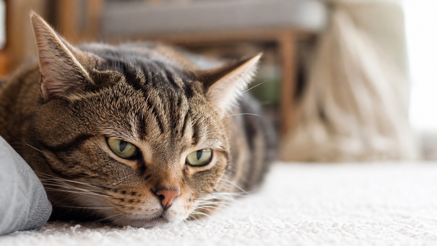 Cómo saber si mi gato está estresado