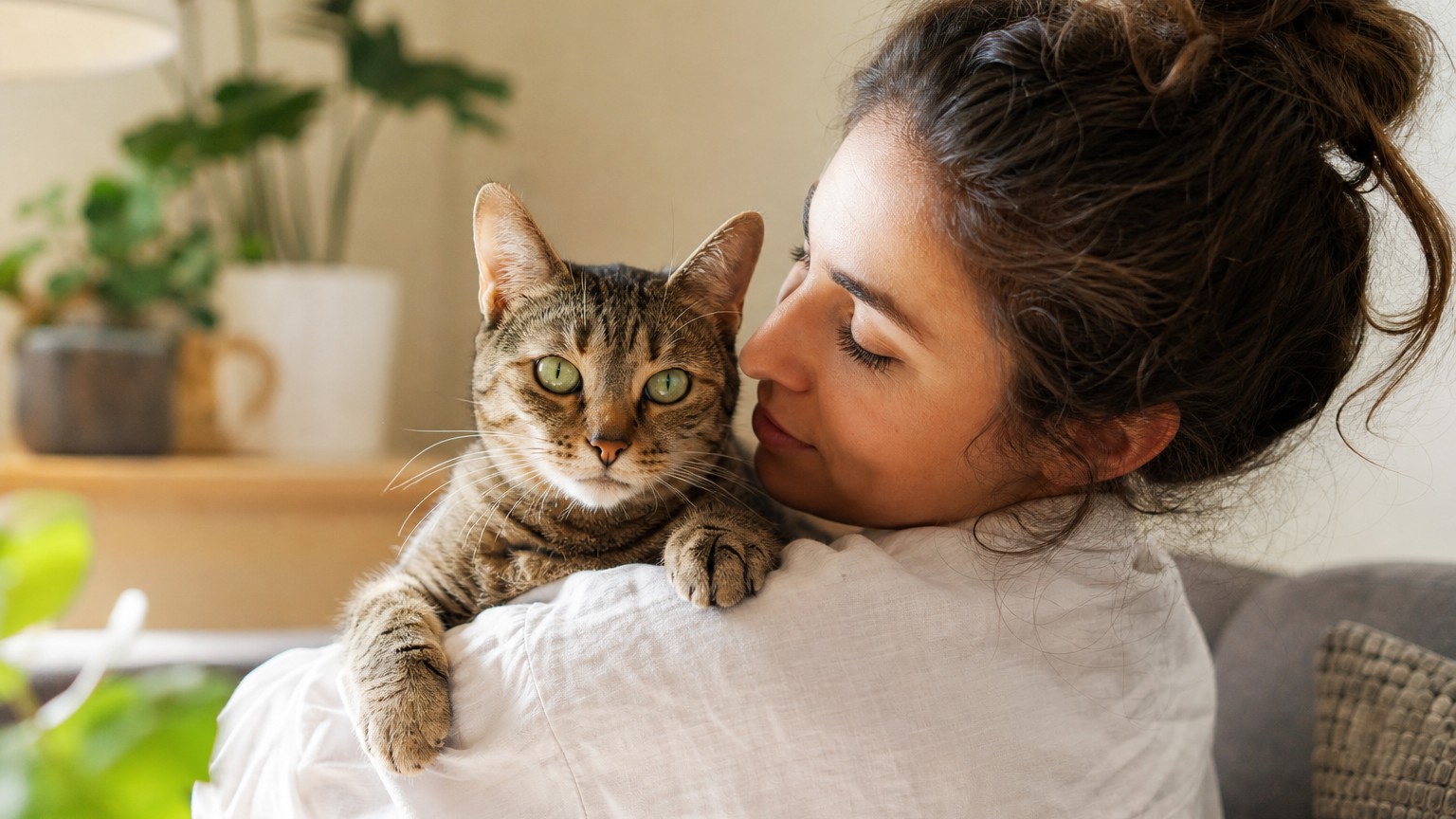Mitos sobre los gatos