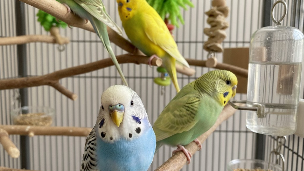 Preguntas frecuentes sobre la salud y el bienestar del periquito australiano