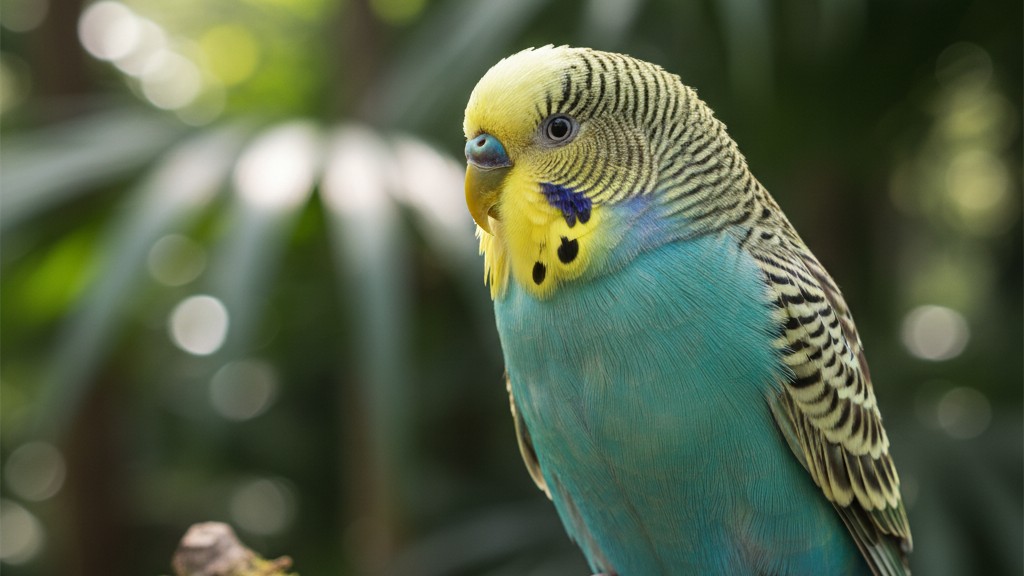 Periquito australiano