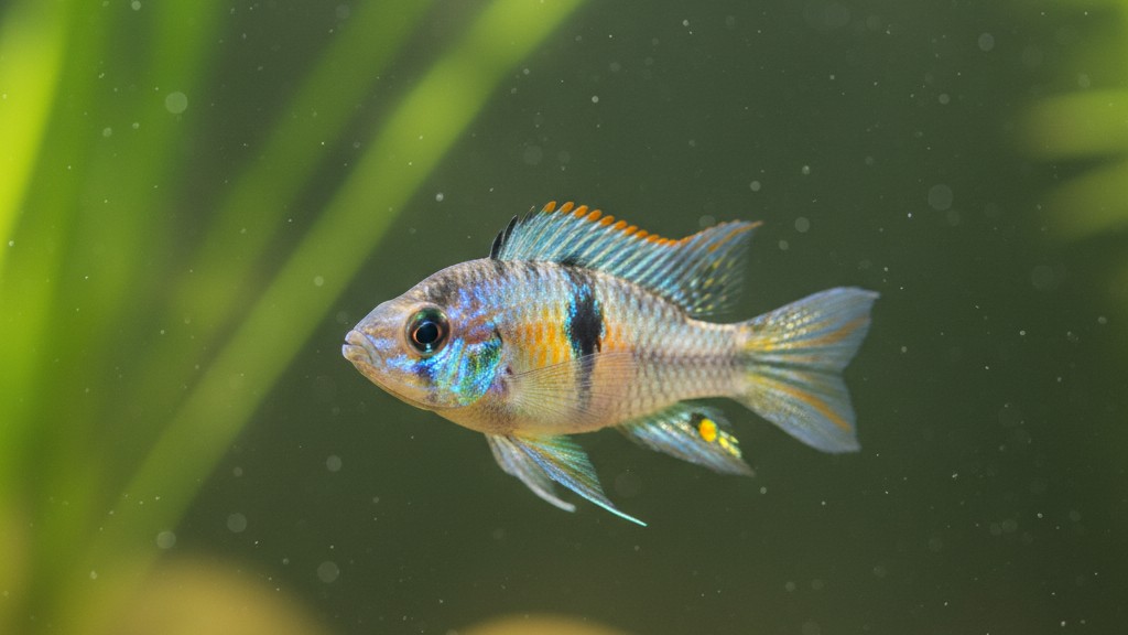 Ramirezi (Mikrogeophagus ramirezi)