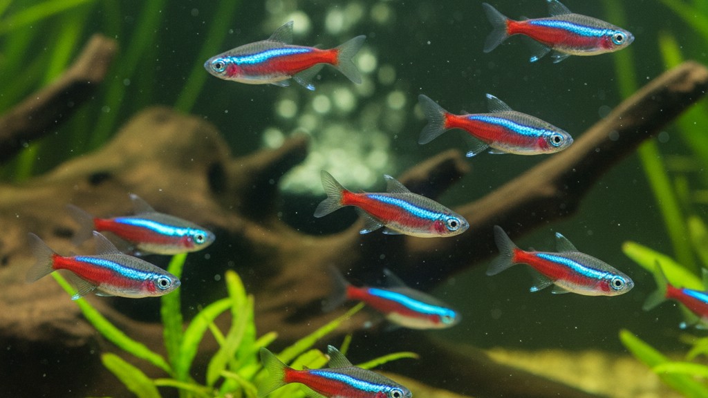 Neón tetra (Paracheirodon innesi)