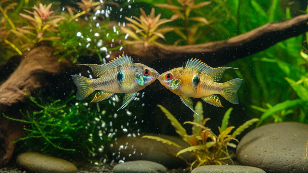 Apistogramma (Apistogramma spp.)