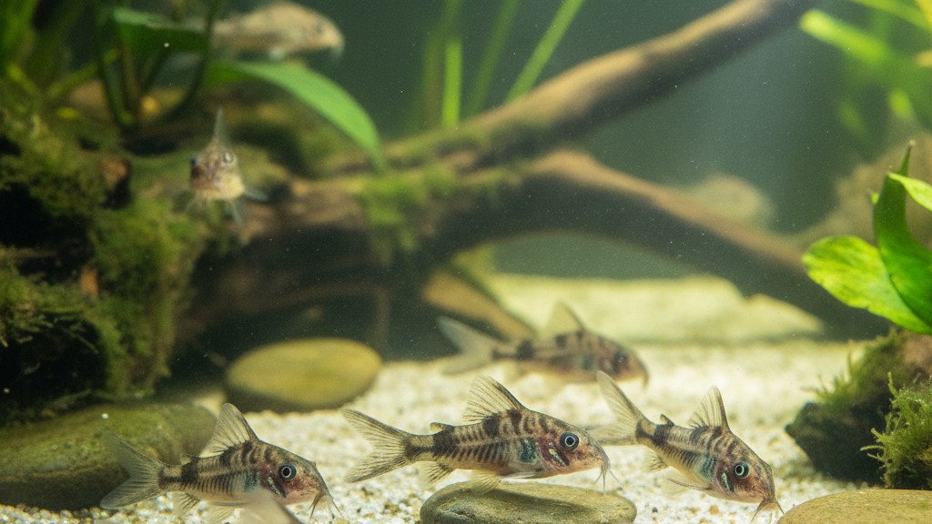 Corydora (Corydoras spp.)