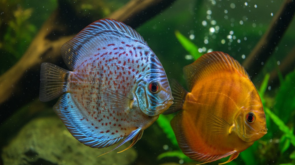Disco (Symphysodon spp.)