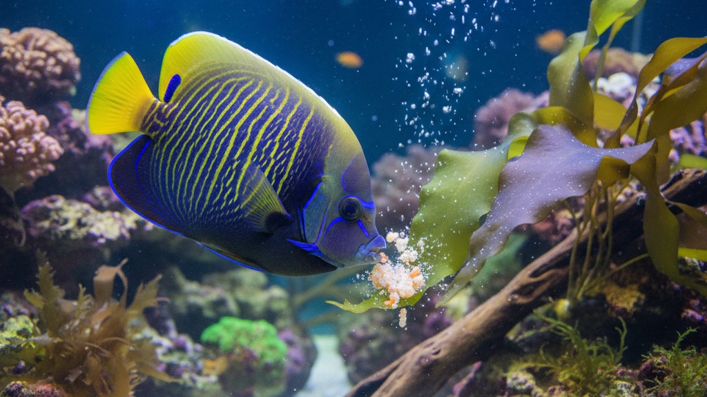 Alimentación equilibrada para el Pez Ángel Emperador