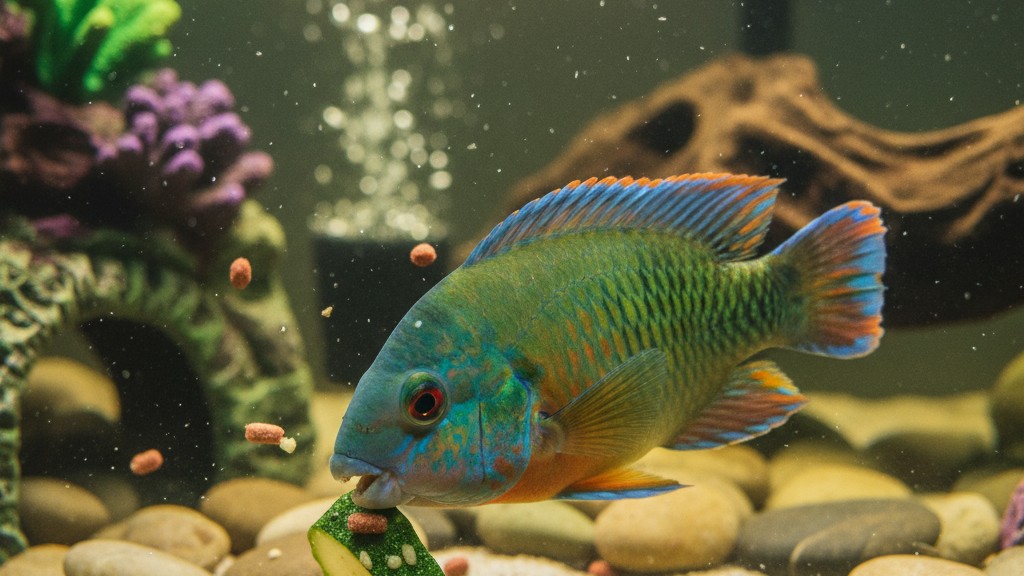 Alimentación adecuada para un pez loro saludable