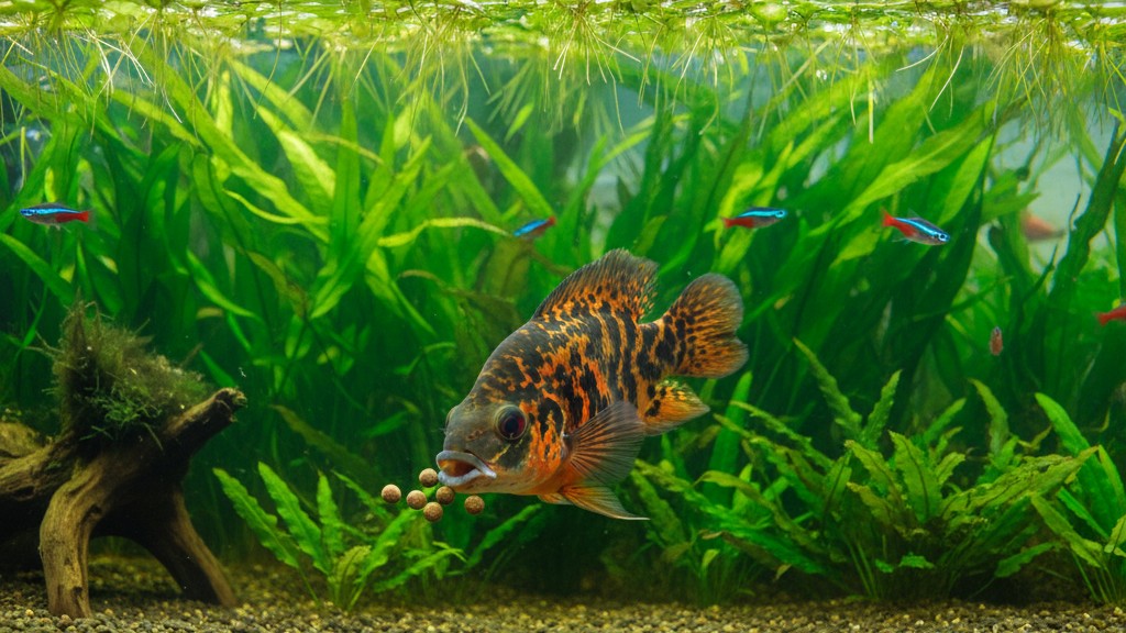 Alimentación recomendada para el pez Oscar