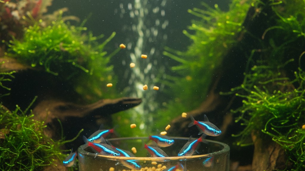 Alimentación ideal para el Pez Tetra Neon Azul