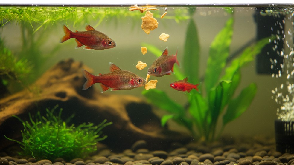 Alimentación adecuada para un Barbo cereza saludable