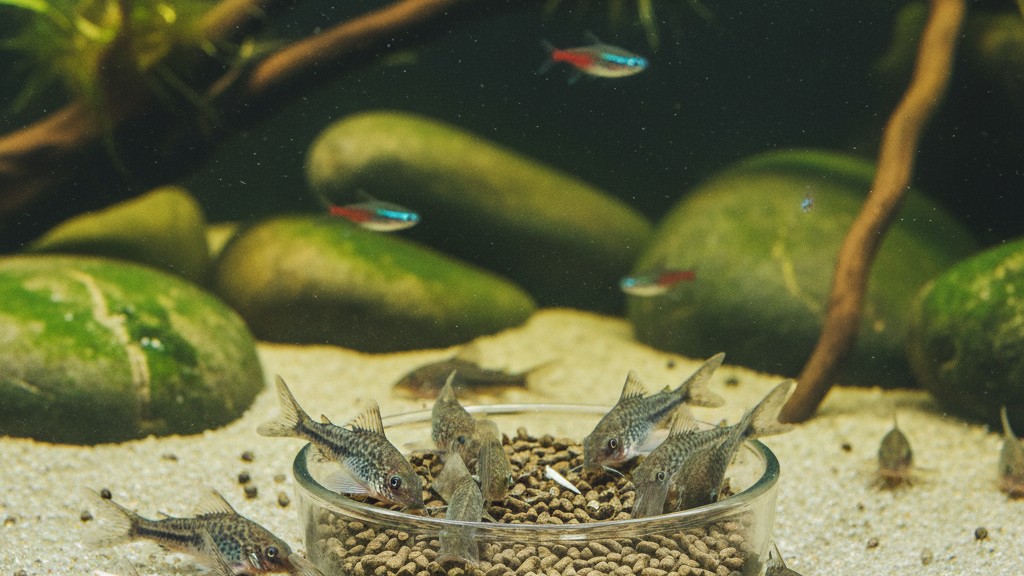 Alimentación adecuada para Corydoras en casa
