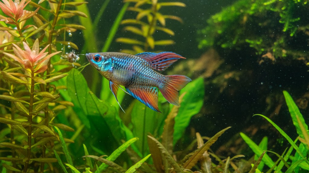 Comportamiento típico del pez paraíso en el acuario