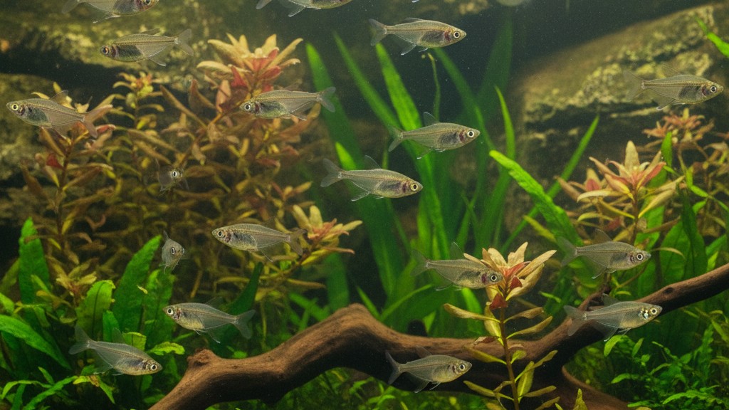 Comportamiento y personalidad del pez cristal indio en acuario