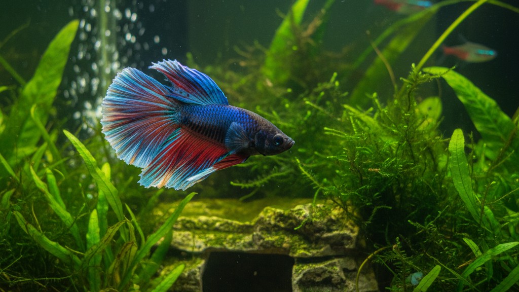 Comportamiento típico y manejo adecuado del Betta splendens