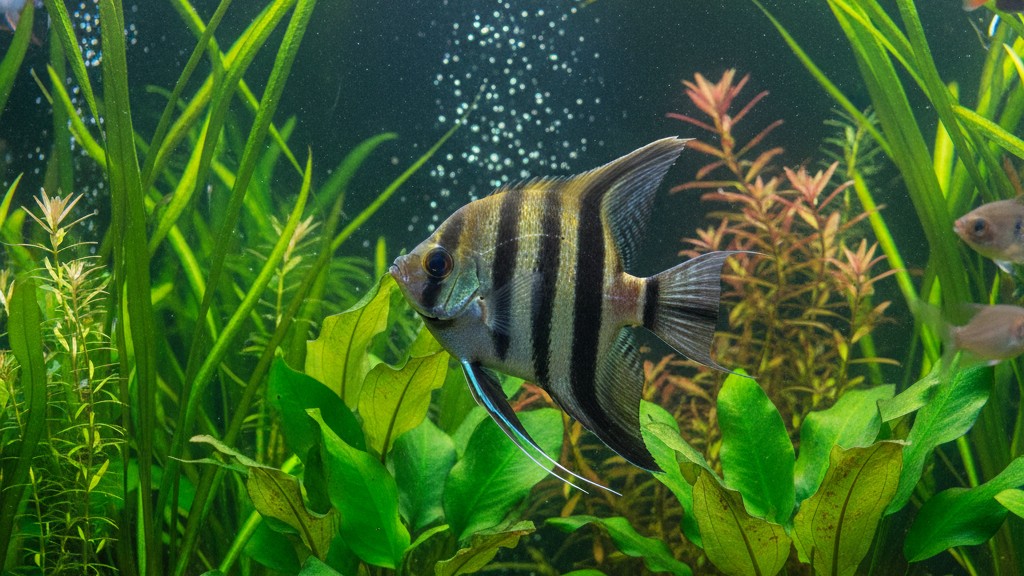 Personalidad y conducta habitual del Pez Ángel Francés