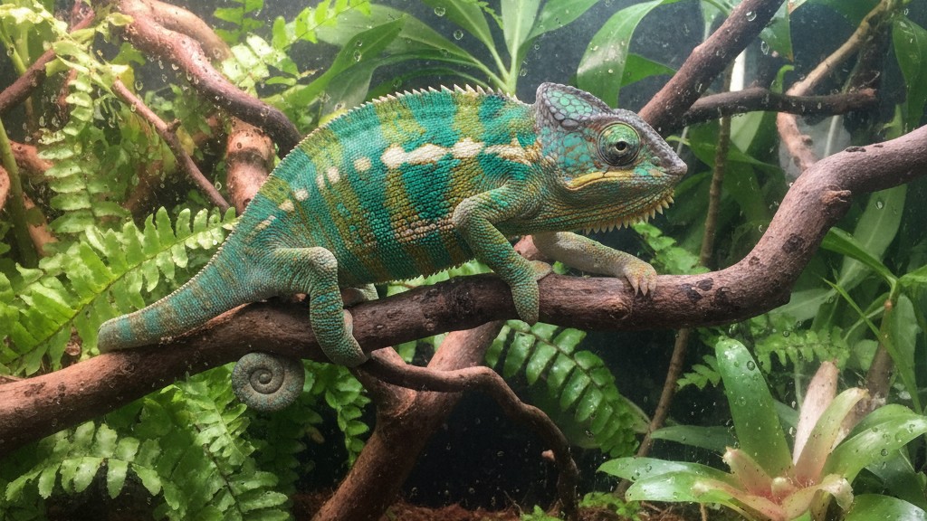 Comportamiento típico y manejo del camaleón de Yemen