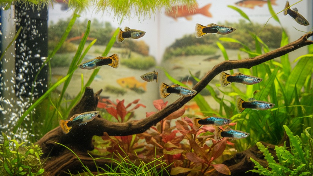 Temperamento y comportamiento típico del guppy Endler