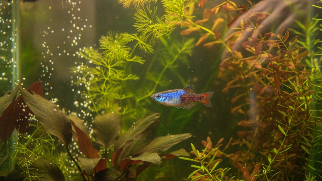 Temperamento y comportamiento típico del Pez Killifish