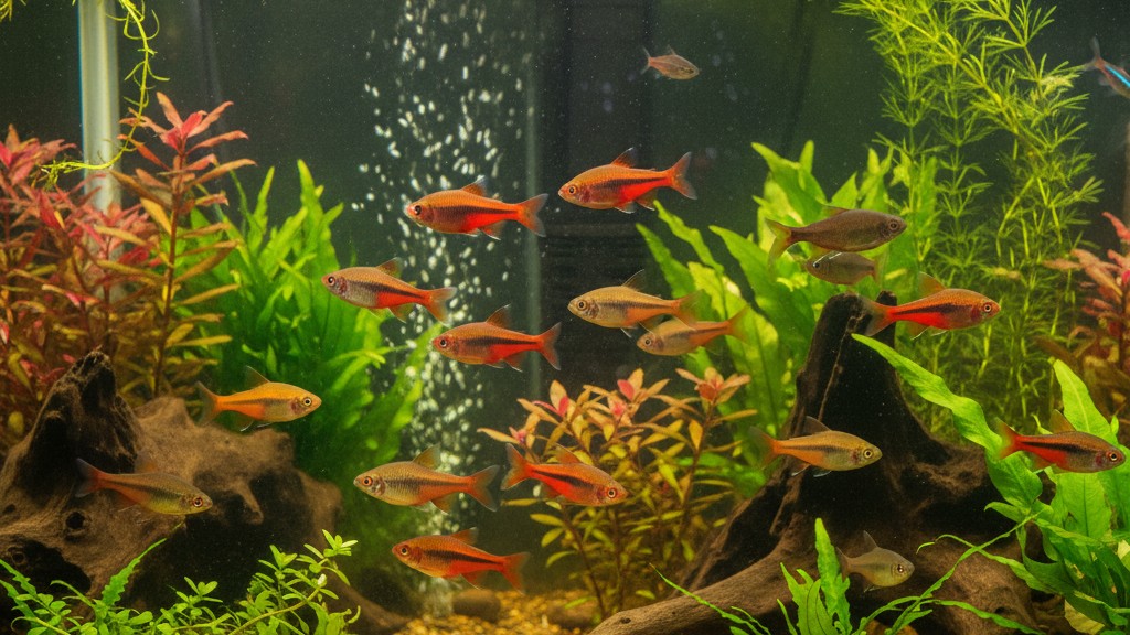 Temperamento y conducta del Barbo cereza en tu acuario