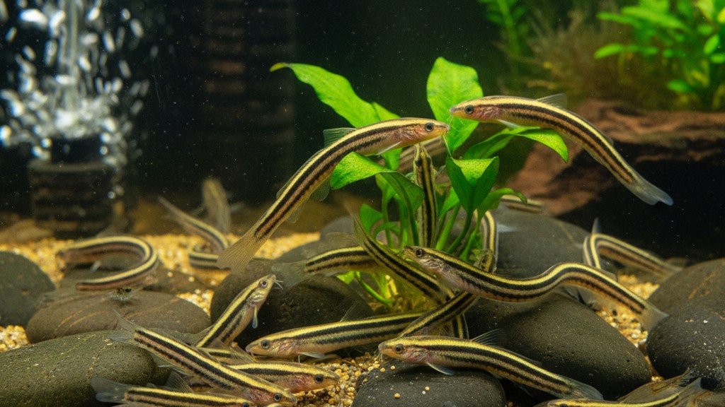 Comportamiento típico y social del Kuhli loach