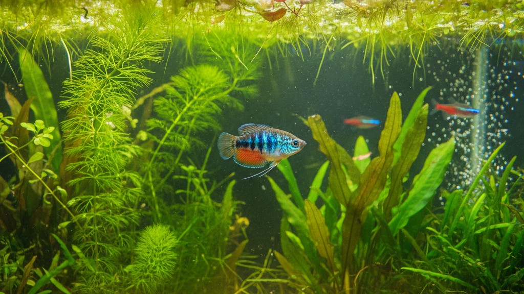 Comportamiento típico y convivencia del Gourami enano
