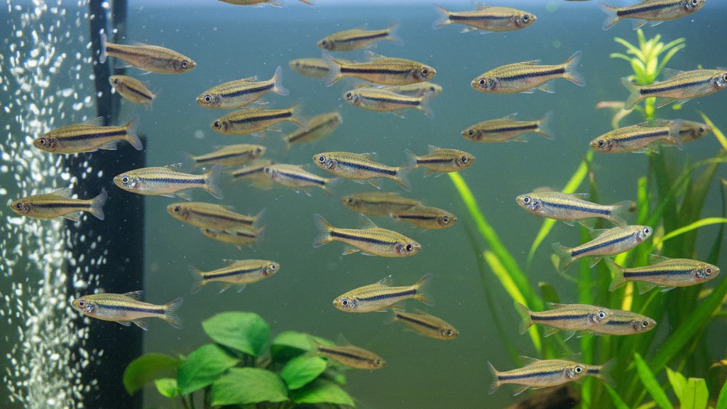 Comportamiento del Danio cebra: sociabilidad y actividad