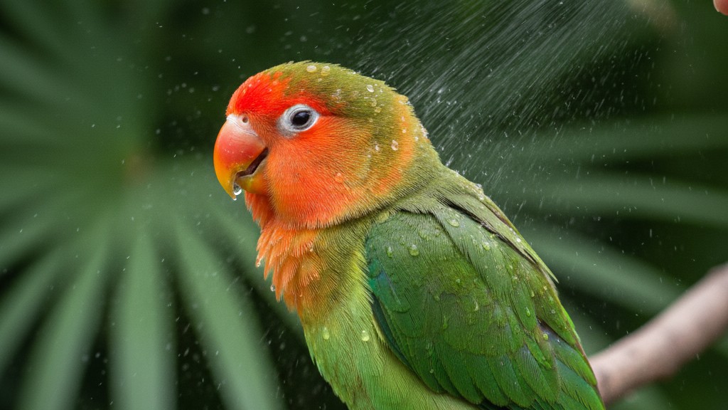 Rutina de cuidados esenciales para el Agapornis Cabeza Naranja