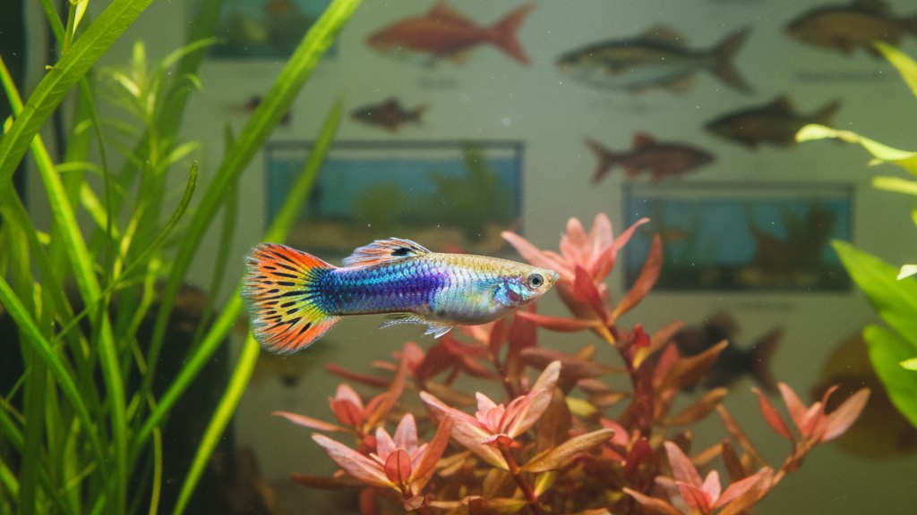Conoce al Guppy: pequeño pez tropical de colores vivos
