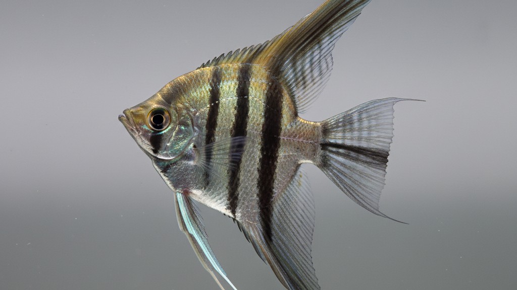 Conoce al pez Escalar: origen, tamaño y temperamento