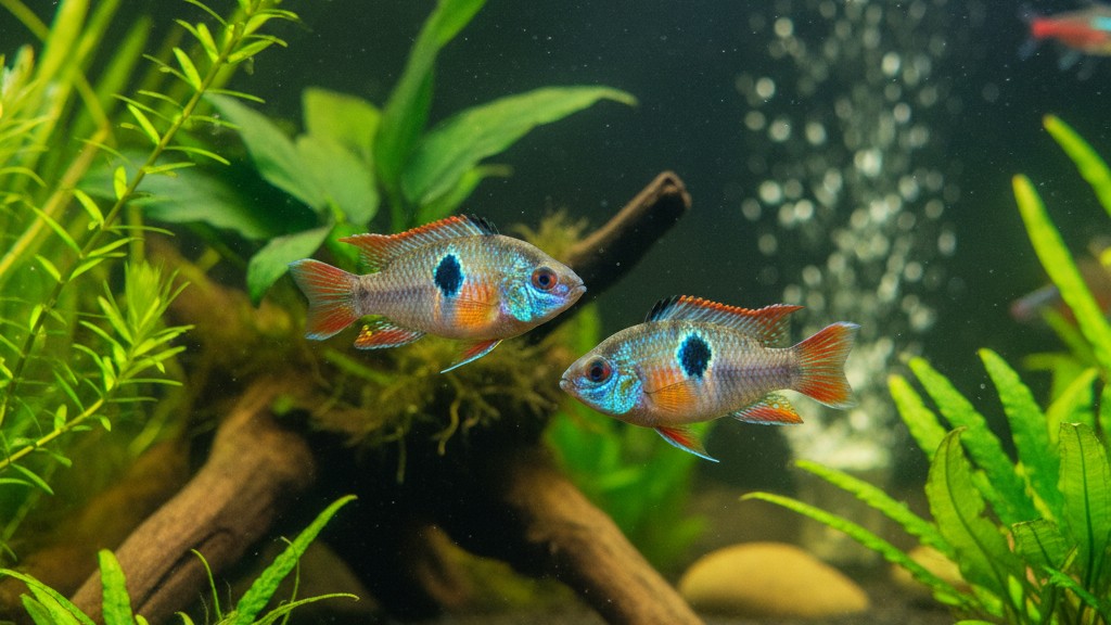 Conoce al pez Ramirezi: características y origen