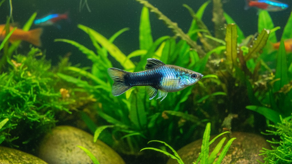 Conoce al Molly: un pez tropical ideal para principiantes