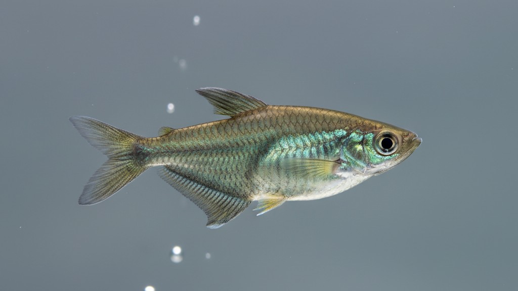 Características y naturaleza del pez hacha