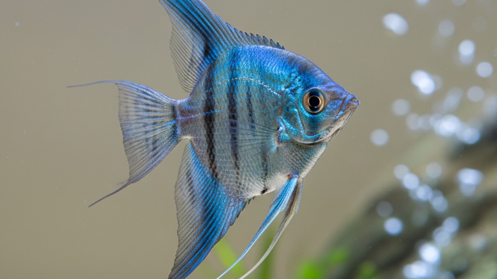 Conoce al Pez Ángel Azul, un tesoro del agua dulce