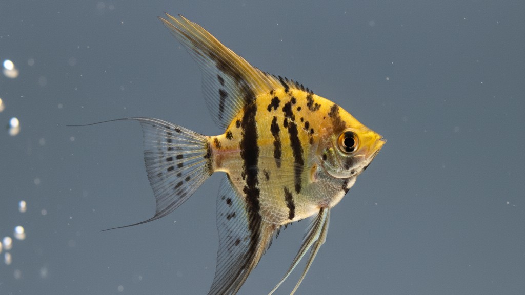 Características esenciales del Pez Ángel Leopardo