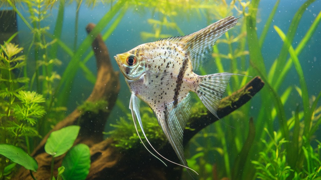 Conoce al Pez Ángel Manchado: origen, tamaño y carácter