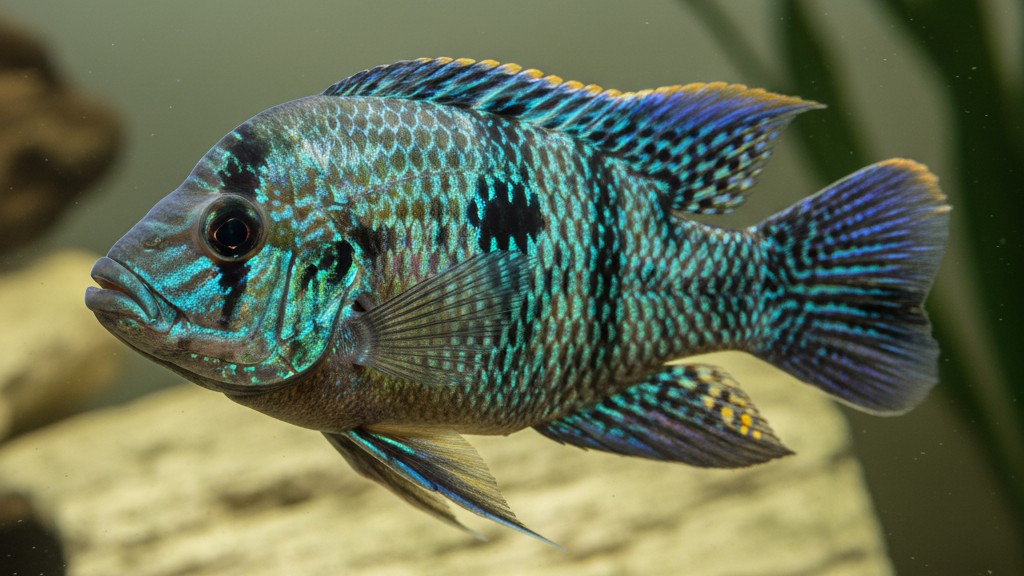 Conoce al cíclido Jack Dempsey: características y origen