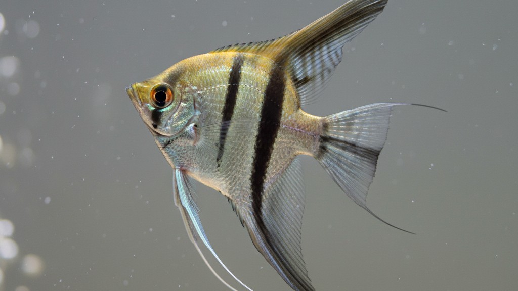 Conoce al Pez Ángel: Características y Origen